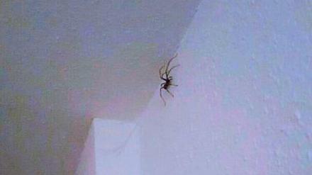 Der Beweis: die Spinne an der Wand.
