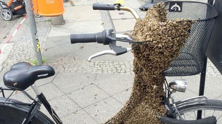 Summende Überraschung. Der Bienenschwarm am Damenrad an der Schönhauser Allee.