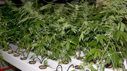 Eine Cannabis-Plantage wurde dem Rentner zum Verhängnis.