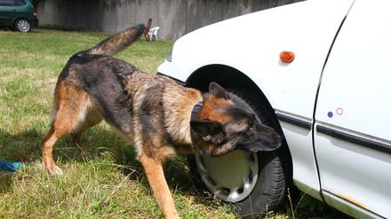 Nicht Sam, aber ein Kollege. Hunde leisten einen hilfreichen Dienst bei der Polizei. Hier der Drogenspürhund "Wandy" beim Training in der Polizeistation Ruhleben.