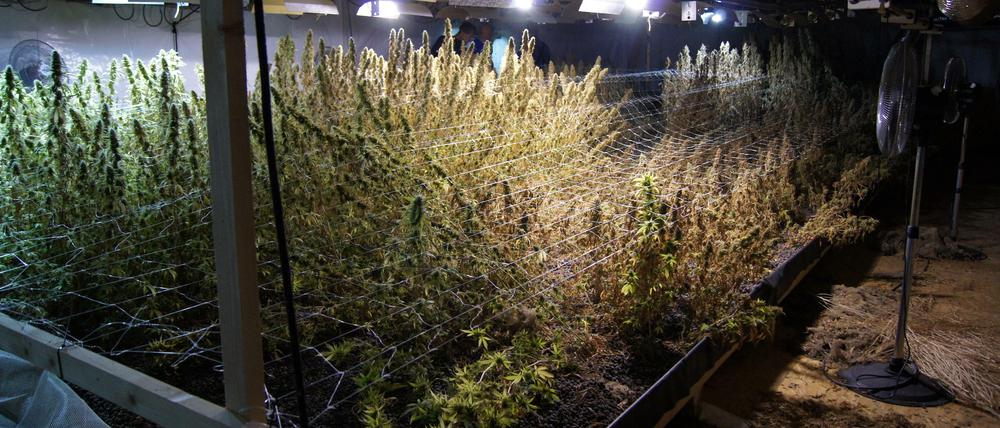 Ein Wald von Cannabispflanzen: Ein Blick in die Lagerhalle im Havelland. 
