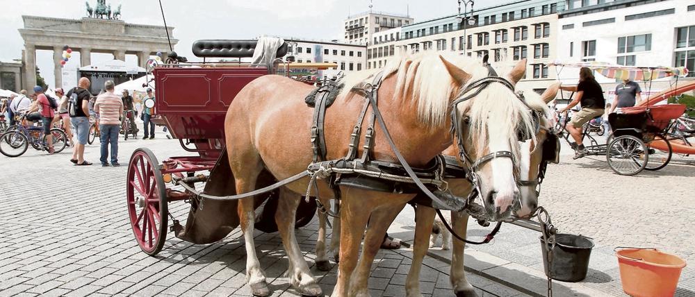 Hier zum Glück noch ruhig: Pferde vor einer Droschke auf dem Pariser Platz.