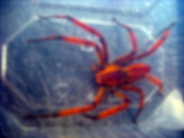 Der Reptilien-Experte Jörg Schäfer nahm die Spinne in einem Plastik-Behälter mit zu sich nach Hause.