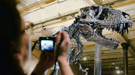 Kinder lieben ihn, Erwachsene auch: Im Naturkundemuseum gehört der Tyrannosaurus Rex zu den beliebtesten Fotomotiven - besonders in den Ferien.
