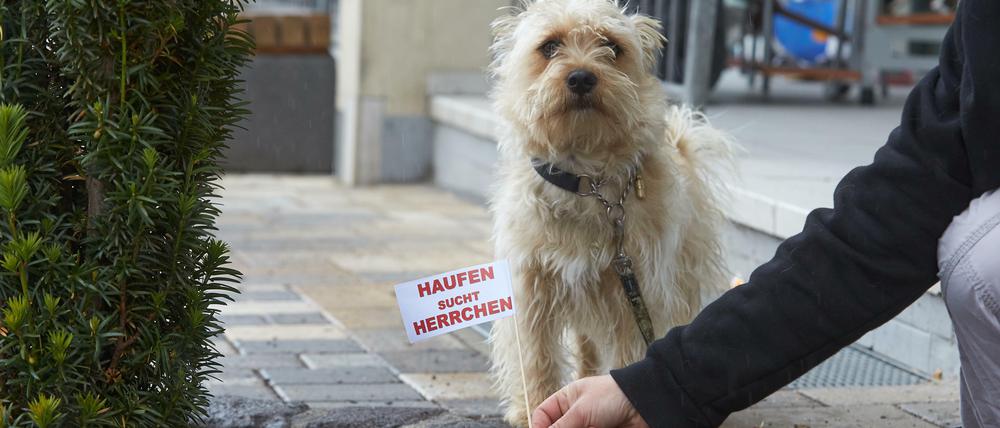 Eine Anwohnerin markiert in Höhr-Grenzhausen (Rheinland-Pfalz) Hundehaufen in einem Blumenbeet an einer Straße mit einem Fähnchen mit der Aufschrift "Haufen sucht Herrchen".