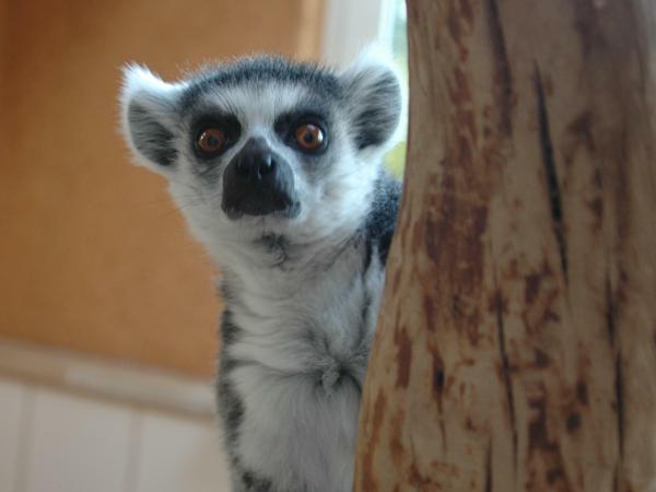 Der Katta ist ein Lemur aus Madagaskar.