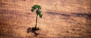 Der Regenwald in der Amazonas-Region hat bereits gewaltig gelitten.