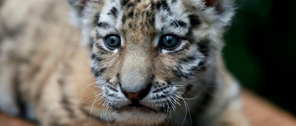 Ein fünf Wochen alter Amur Tiger (Symbolfoto).