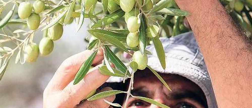 Erntezeit. Oben: Ein Mann pflückt Oliven. Unten: Die Arbeitsschritte Reinigen, Mahlen, Filtern (v.l.n.r.).