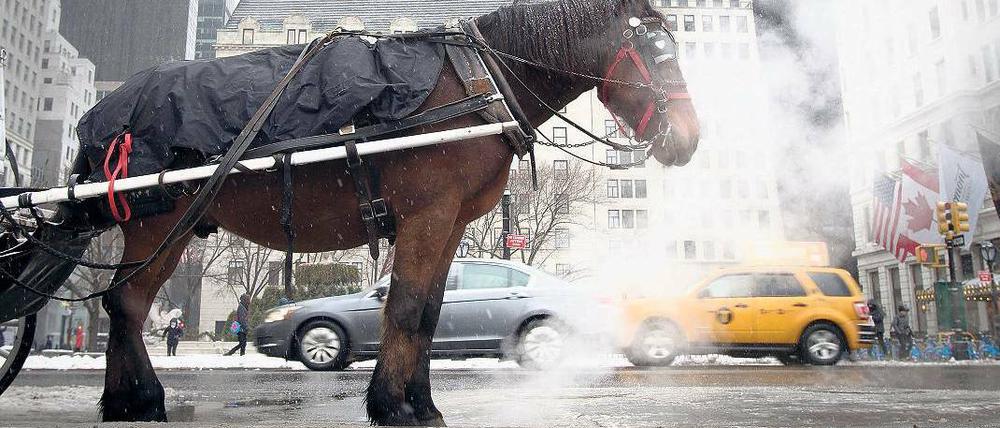 Ein Kutschpferd in New York.