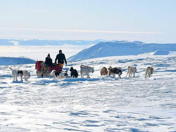 Mit Schlittenhunden durchquert Fuchs’ Mannschaft Grönland.