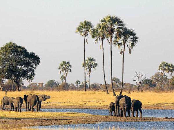 Elefanten trinken im Hwange-Nationalpark.