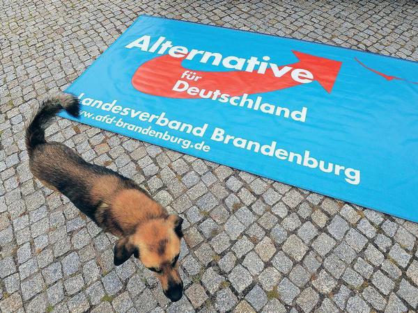 Von der Leine. Seit dem Einzug in Sachsen wittert die AfD auch in Brandenburg ihre Chance.