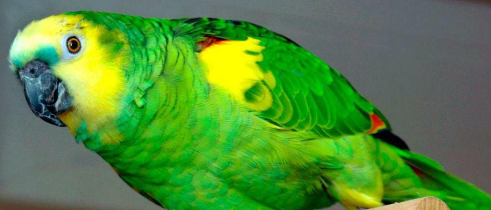 Manche Papageien haben die kognitiven Fähigkeiten eines dreijährigen Kindes, sagen Forscher.