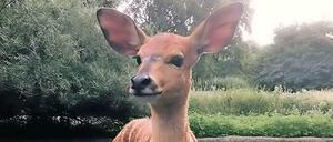 Hat so schöne Ohren: Das "Junge" aus der Nyala-Familie im Zoo.