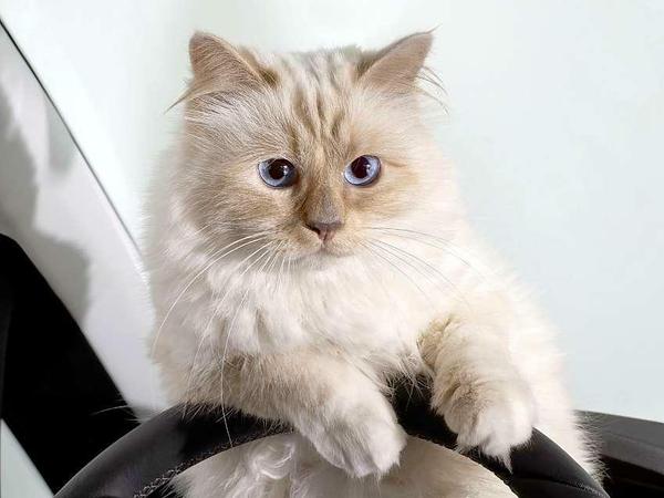 Eine kleine, weiß-wuschelige Katze stützt sich auf dem Lenkrad ab und posiert für ein Foto