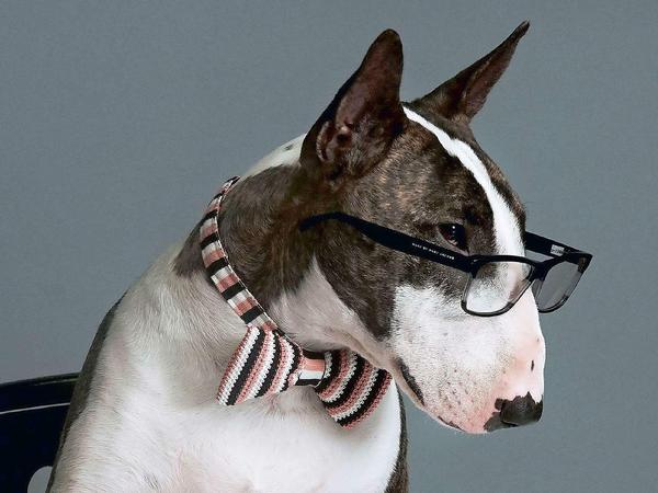 Ein Hund sitzt mit Brille vor einem Buch und scheint es zu lesen