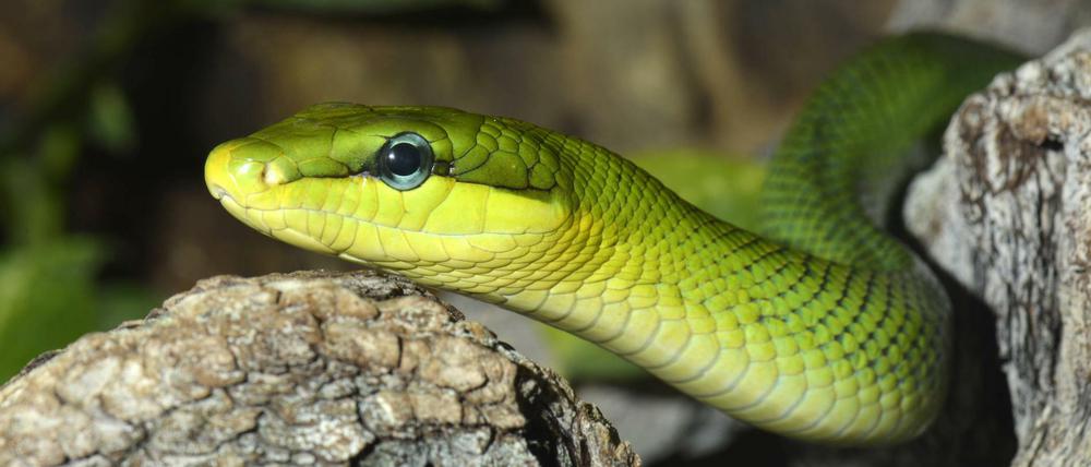 Tiefblaue Zunge, runde Pupillen und grellgrüne Färbung sind die typischen Merkmale der Spitzkopfnatter. Die Schlange ist ungiftig.