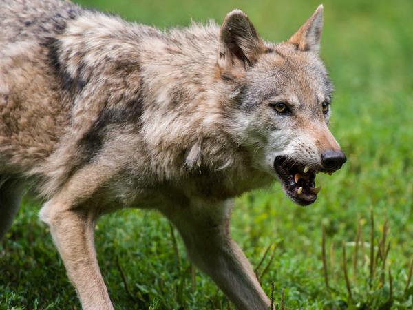 Der Wolf weiß nichts von seinem bestialischen Ruf. Er ist sozial, kommunikativ, ein Überlebenskünstler. Das Unheimlichste an ihm? Dass er dem Menschen so sehr ähnelt.