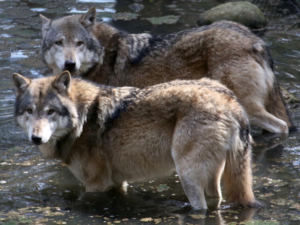 Im Natur- und Umweltpark in Güstrow (Mecklenburg-Vorpommern) sind Wölfe unterwegs. In der wiederentfachten Diskussion über die Rückkehr der Wölfe hat Agrar- und Umweltminister Backhaus (SPD) die Aufnahme des Raubtiers ins Jagdrecht abgelehnt.