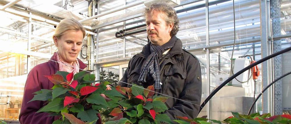Vibrierende Weihnachtssterne. Diana Helbig und Heiner Grüneberg von der Humboldt-Universität halten das Wachstum der Pflanzen auf. 