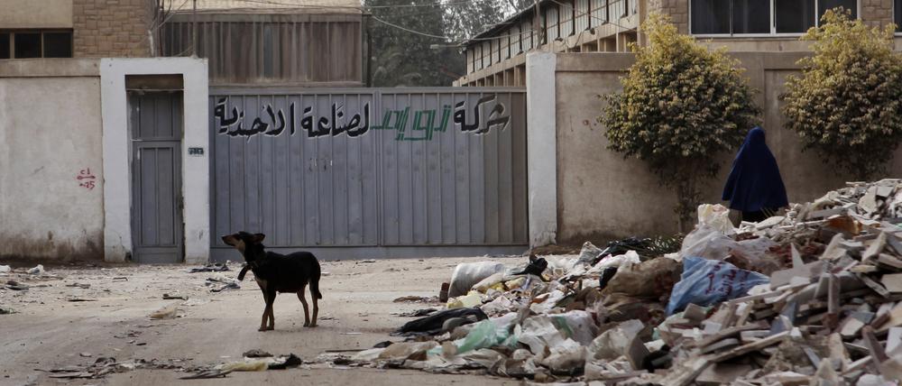 Hunderttausende Tiere dürften auf den Straßen der ägyptischen Hauptstadt leben. Offizielle Schätzungen gibt es nicht.