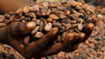 Die Kakaoproduktion trägt zu mehr als 20 Prozent zur Wirtschaftsleistung in Cote d'Ivoire bei. Das westafrikanische Land ist der größte Kakaoproduzent der Welt. 