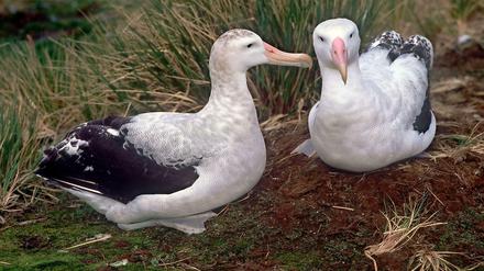 Diese beiden Albatrosse widmen sich da, wo sie hingehören, der Brutpflege. Sie sind keine Schwarzbrauenalbatrosse und das Foto stammt von der Südhalbkugel der Welt. Aber die Schnäbel und der Körperbau dieser Albatrosse ähnelt dem des nun auf Helgoland gesichteten Vogels. 