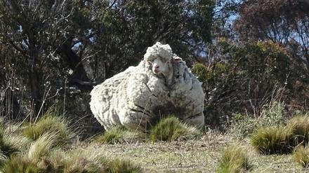 Da ist wohl dringend eine Schur nötig: Dieses Merino-Schaf in Australien wirkt durch die viele Wolle vier bis fünf Mal größer als gewöhnlich - sogar das Leben des Tieres ist bedroht. Der australische Landesmeister im Scheren soll sich nun um das Schaf kümmern.