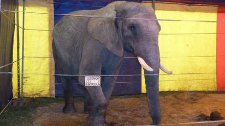Der Elefant Benjamin, hier ein Foto aus dem Jahr 2011, soll schon öfter Menschen angegriffen haben. 