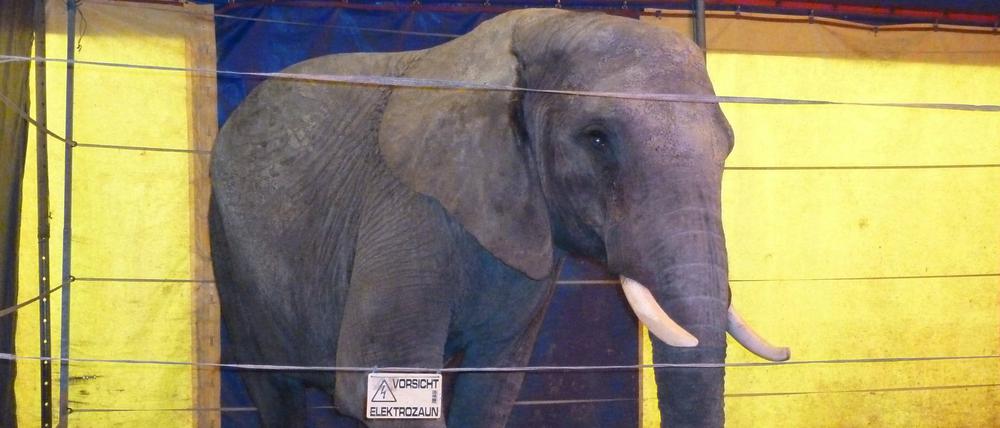 Der Elefant Benjamin, hier ein Foto aus dem Jahr 2011, soll schon öfter Menschen angegriffen haben. 