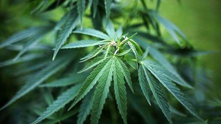 Cannabis. Fachleute fordern eine Legalisierung.