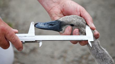 Beim "Swan Upping" wird ein Schwan in der Themse in London vermessen. 