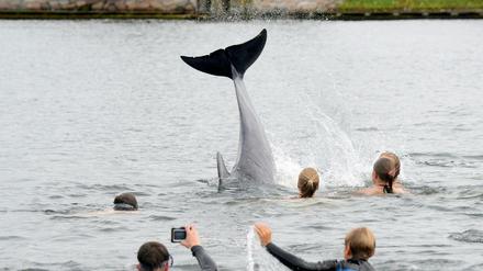 So etwas sieht der Badegast an der Ostsee (noch) nicht alle Tage: Ein Delfin in der Kieler Bucht.