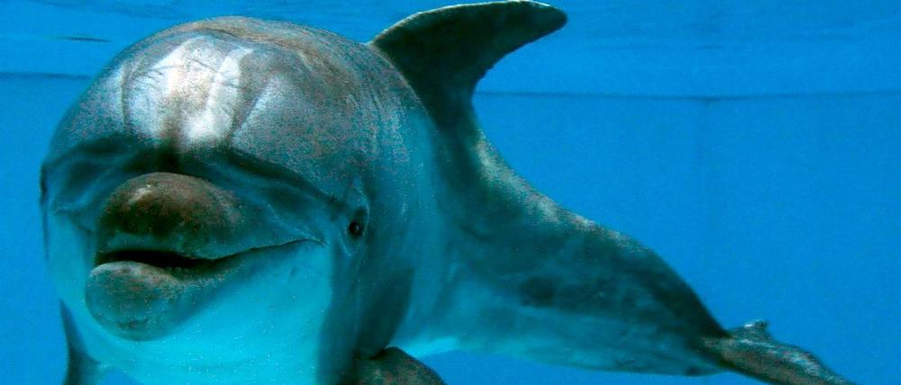 Der Naturschutzverband WWF fordert ein gesetzliches Verbot von Delfinarien in der Türkei.