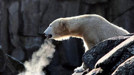 Eisbären gehören zu den bedrohten Tierarten.