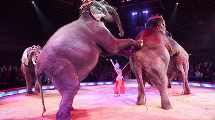 Eine Dompteurin tritt mit Elefanten im Zirkus auf.