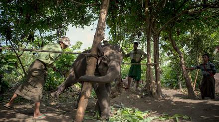 Der junge Elefant Naung Oo Tha arbeitet mit Mahuts am 05.09.2015 im Kingtha Elefantencamp in der Nähe von Nay Pyi Taw (Myanmar).