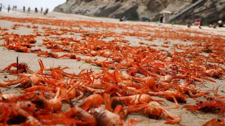 In Kalifornien sind Tausende verhungerter Krabben angeschwemmt worden. Im warmen Pazifikwasser finden sie nicht genug Nahrung - eine Folge des El-Niño-Phänomens. 