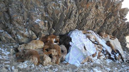 Die Kadaver von etwa 100 Schafen und Ziegen liegen am 24.02.2016 in der Provinz Bayankhongor (Ulziit/Mongolei) in den Bergen einer abgelegenen Region auf einem Haufen. Im Sommer gab es nur wenig Regen in der Mongolei. Jetzt bringt ein ungewöhnlich harscher Winter bittere Kälte und viel Schnee.
