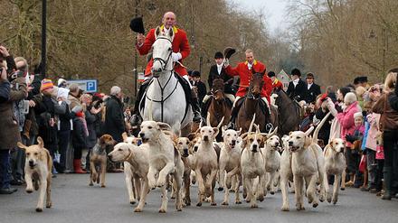 Die Treibjagd mit Hunderudel bleibt in Großbritannien verboten. 