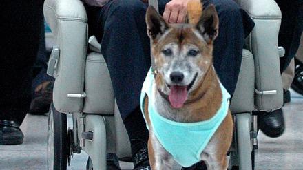 Thailands König Bhumibol Adulyadej und sein Hund im Jahre 2010. Das im Land beliebte Tier ist nun verstorben. 