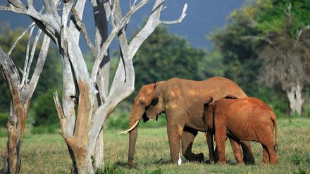 Bei einem fast kontinentweiten Zensus zählten Forscher nur noch 352.271 Elefanten.