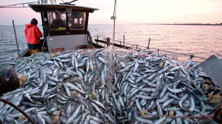 Die Europäische Union hat die Fangquoten für Fisch neu geregelt - nicht alle sind zufrieden.