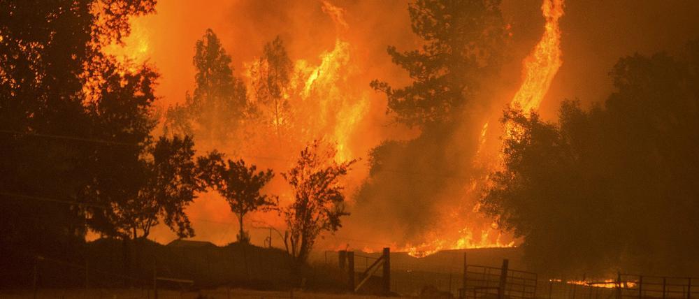 Das sogenannte Rough Feuer ist erst zu einem Drittel unter Kontrolle. Es bedroht auch Kaliforniens berühmte Mammutbäume.