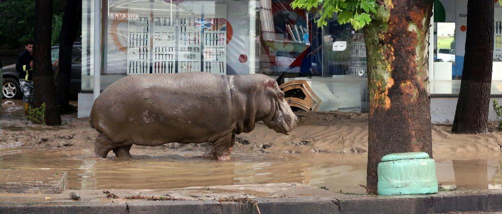 Ein Nilpferd erkundete die Gegend in der Nähe seines Zoos. Es stapfte durch den Schlamm in den Straßen von Tiflis, vorbei an Autos, die teils bis zum Heck in einer Lawine aus Schutt und Erde steckten.
