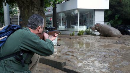 Nach dem schweren Unwetter und den Überflutungen in Georgien wurde das entflohene Flusspferd in Tiflis betäubt und durch "sanfte Gewalt" zurück in ein Gehege gebracht. 