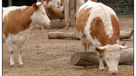 Originale oder Fälschungen? In China sollen künftig massenhaft Rinder geklont werden. 