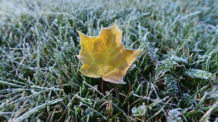 Eiskristalle auf dem Rasen. In Thüringen waren die Temperaturen in der Nacht zu Montag schon auf fünf Grad unter Null gefallen. 