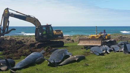 Arbeiter baggern ein Loch, um die in Neuseeland gestrandeten Grindwale zu beerdigen.